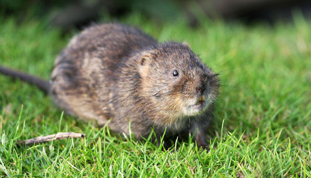 vole